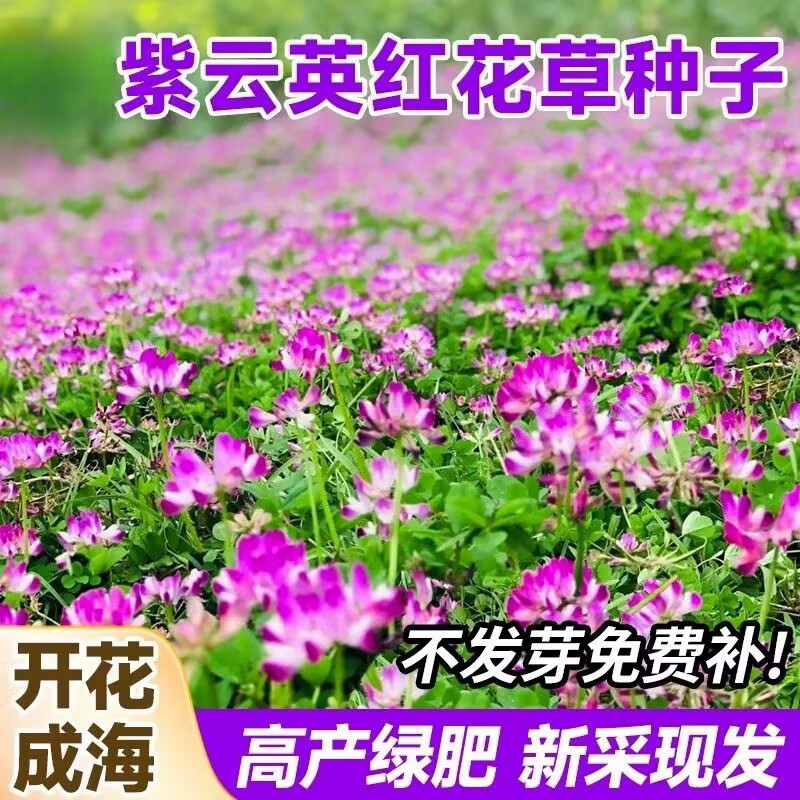 紫云英草种籽花草食用野菜养蜂蜜源固氮果园绿肥植物高产牧草种子