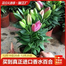 香水百合花盆栽带花苞精品种球带芽耐寒绿植室内净化空气植物