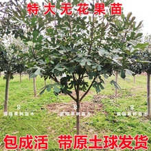 特大无花果苗树带土球盆地栽南北方庭院种植无花果大树苗当年结果