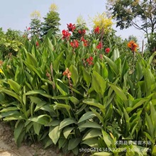 观赏花卉苗木 红花美人焦 花叶美人蕉苗 工程园林緑化 当年开花