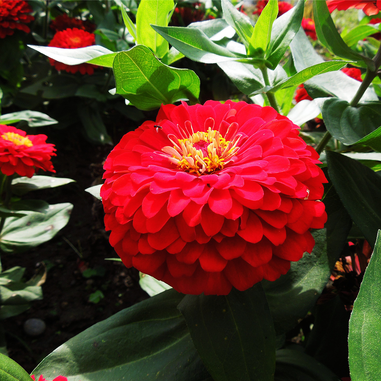 百日草花籽盆栽花种子易种植易开花庭院花卉