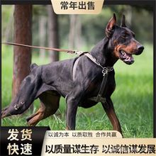 迷你宾莎(迷你杜宾)cku犬舍,小诺出品,必出精品!_阿里巴巴找货神器