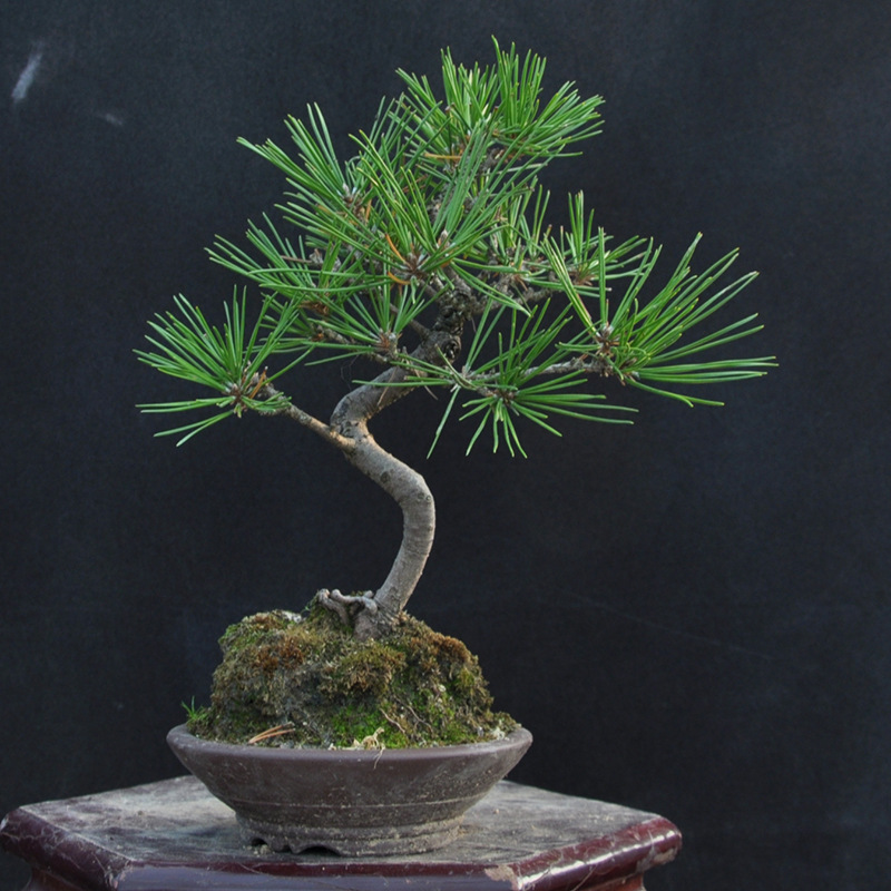 小型造型松树盆栽 办公室内黑松盆栽 桌面黑松盆景绿植送人礼