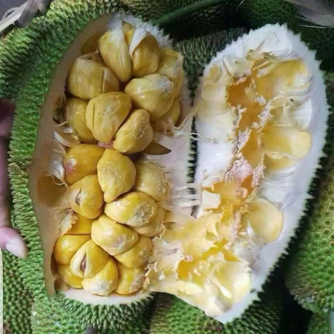 海南榴莲蜜应当季新鲜热带水果软糯香甜手撕湿苞尖蜜拉一整个包邮