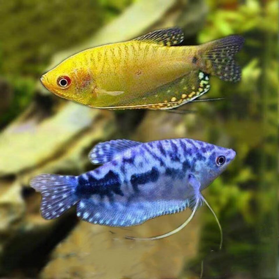 中型观赏鱼活体