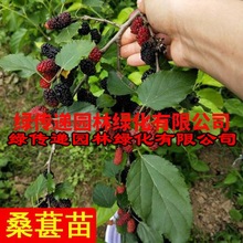 桑葚树苗无籽大果树台湾四季长桑果嫁接桑树苗南方种植当年结果苗