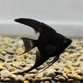 墨燕神仙鱼特大宽鳍德系燕尾虎头拉丝黑神仙淡水热带观赏鱼包包损