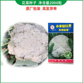 花菜种子小米粒青梗松花椰菜种子65天蔬菜种子花菜种子
