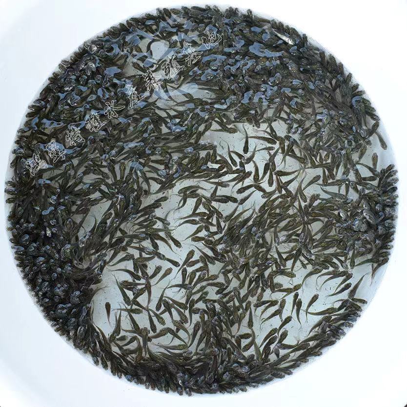 虹鳟鱼苗三文鱼苗淡水养殖食用鱼活体金鳟鱼苗观赏鱼包邮渔场直销