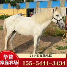 矮脚马养殖行情国产德宝小矮马的养殖出售马匹价格设特兰矮马