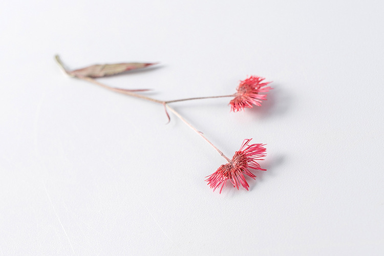 一年蓬带枝 押花压花植物标本滴胶手机壳diy材料压花干花真花