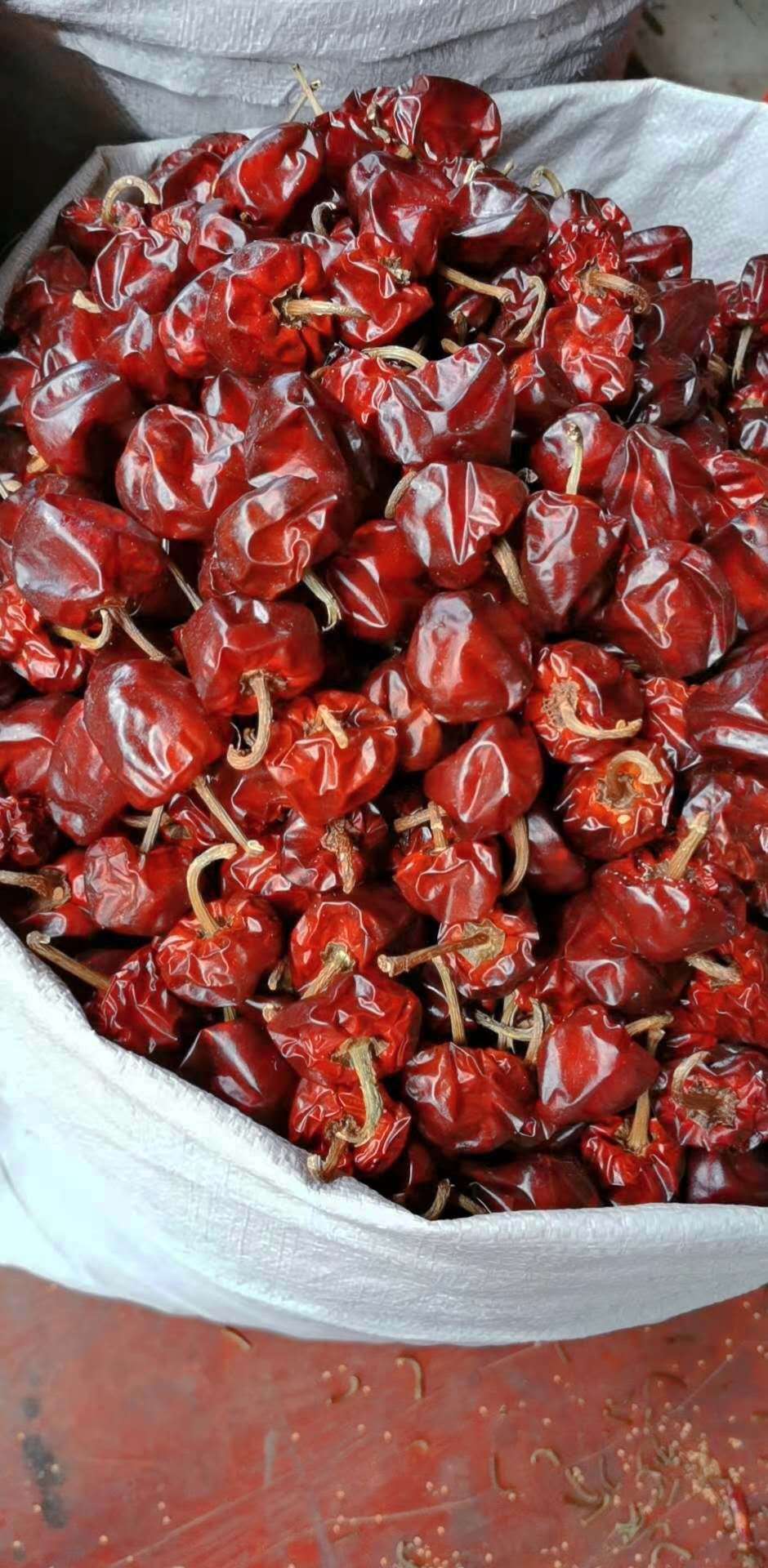 贵州特产大红袍干辣椒微辣特香灯笼椒500克遵义虾子干海椒超四川