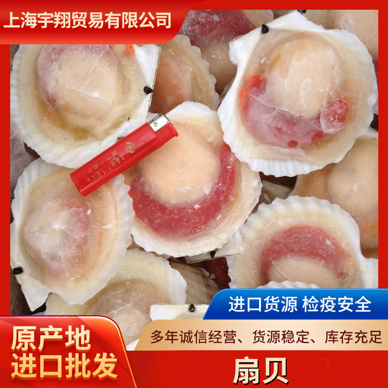现货批发els扇贝 冷冻酒店餐饮烧烤食材扇贝肉带壳新鲜水产 扇贝