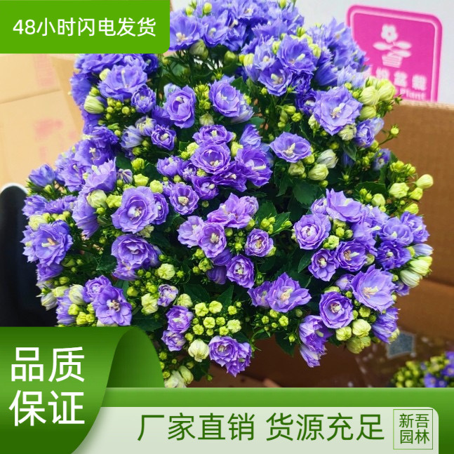 丹麦风铃花盆栽带花苞四季开花重瓣风铃花苗室内阳台观花绿植