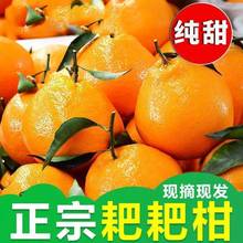 【眉山春见】四川耙耙柑粑粑柑丑橘子新鲜装水果当季整箱