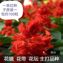 一串红种子矮生盆栽花草矮串红花种子四季种易活花卉开花花种籽子