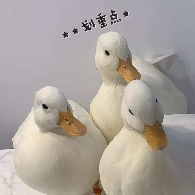 纯种柯尔鸭受精种蛋幼崽活物苗网红宠物鸭科尔鸭子幼仔孵化蛋活体