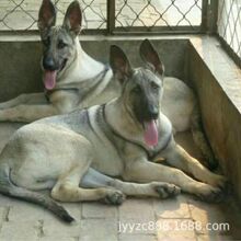 纯种狼青犬大型中华狼青犬活体幼犬狼青家养护卫犬巨型狼青狗
