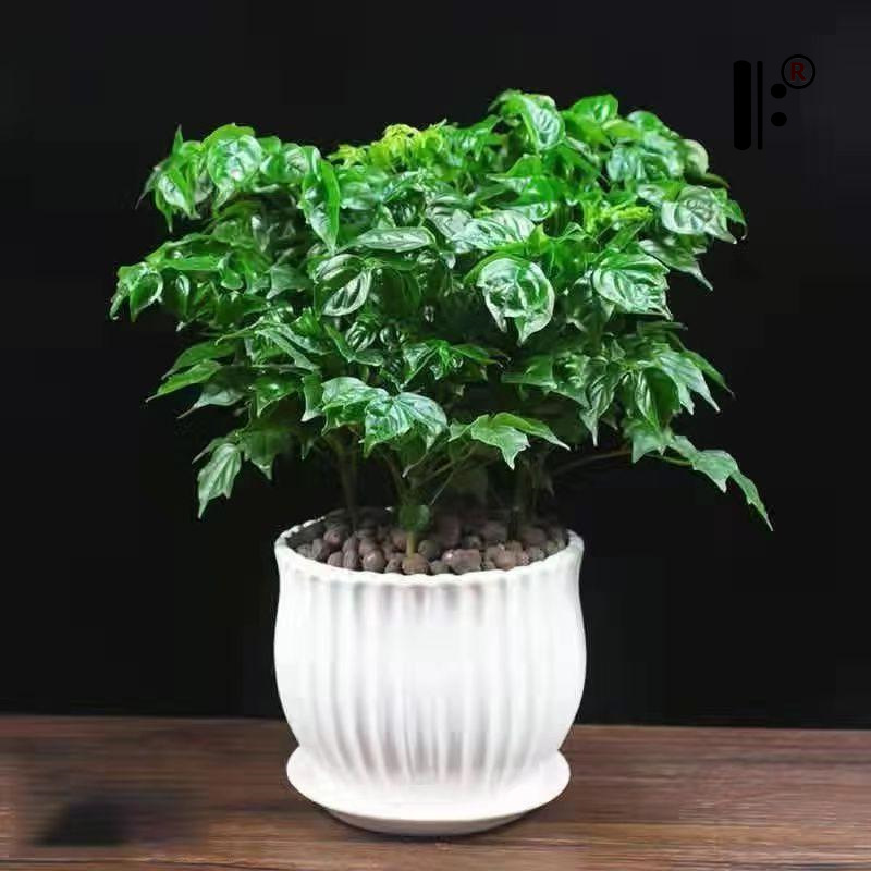 幸福树小盆栽盆栽小富贵绿植办公室内四季常绿好养净化空气小植物