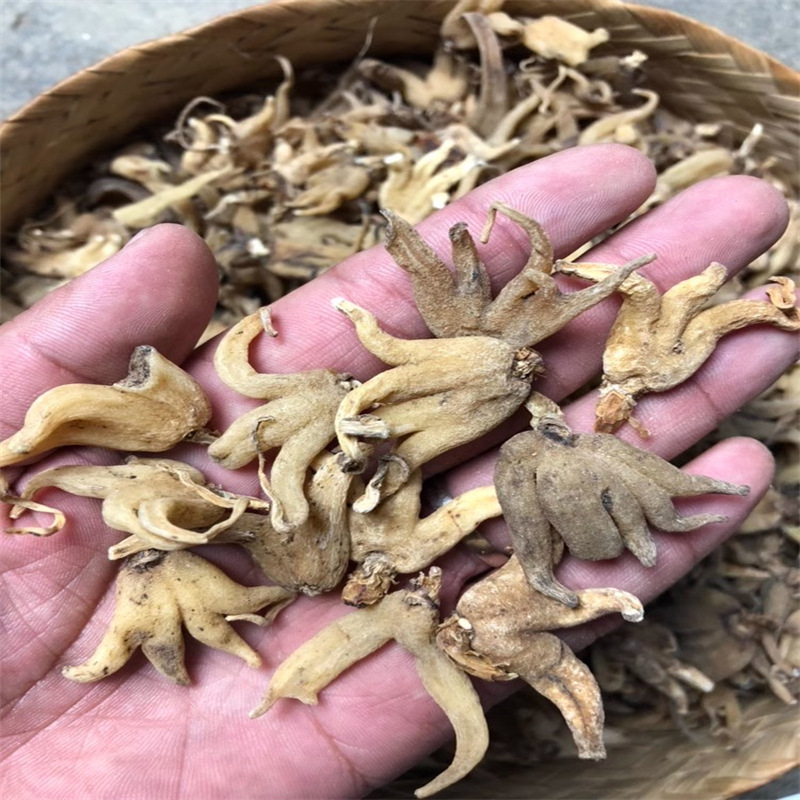 西藏特产野生手掌参林芝海拔4600米无添加晒干大个佛手参阴阳参个