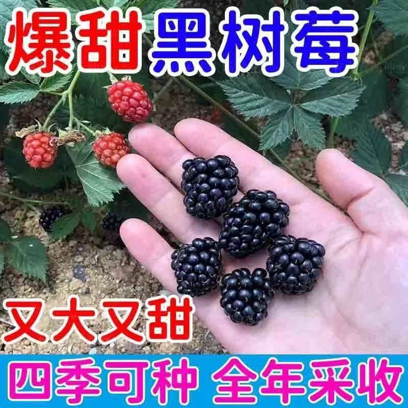盆栽树莓种子种苗覆盆子刺泡树苗蓝莓苗红树梅果苗泡树苗树莓