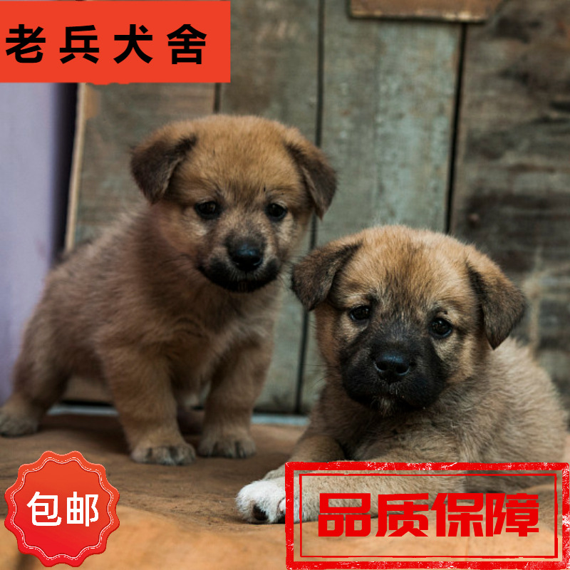 中华田园犬土狗活体出售纯种家养肉狗苗幼犬狗混血狗看家护院小狗