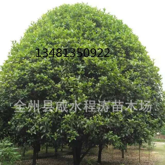 供桂花树8~30cm广西精品大桂花 桂林桂花树 广西八月桂