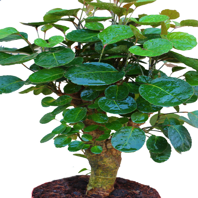 金钱兜盆栽 圆叶福禄桐 观叶植物 花卉绿植家居盆栽