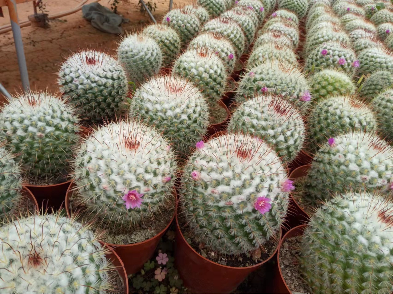 基地直供 实生易开花 丰明丸 强刺仙人球办公室摆台创意植物