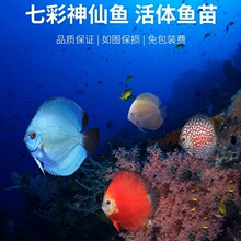 野血松石七彩神仙 野血松七彩 自家繁殖 种鱼大体型 鱼苗自来
