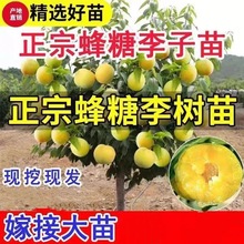 正宗蜂糖李子树苗贵州脱骨李子树苗早熟南方北方地栽盆栽当年结果