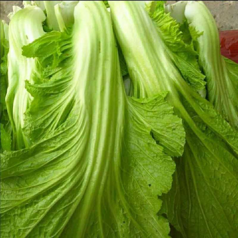 新鲜芥菜大叶青菜新鲜蔬菜腌制酸菜鱼大苦菜现摘现发