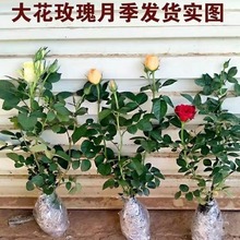 玫瑰花苗花卉大花月季盆栽带花苞室内阳台观花绿植物蔷薇四季开花