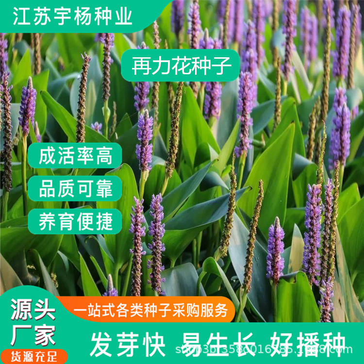 再力花种子水生花卉别名水竹芋水莲蕉塔利亚多年生草本植物-阿里巴巴