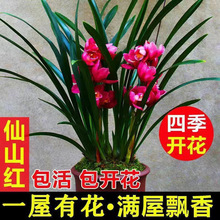 【当年开花】浓香兰花苗室内绿植花卉盆栽建兰蕙兰四季常青