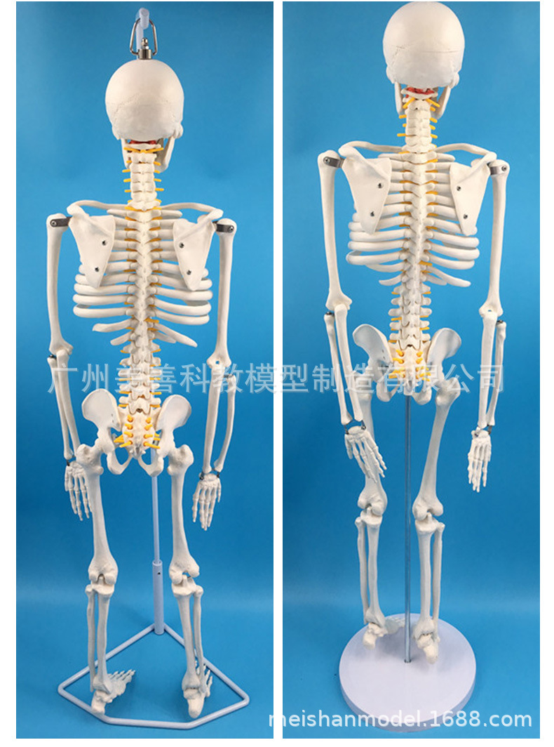 人体骨骼模型85cm骨架模型 骨骼标本 骨架 附脊柱神经