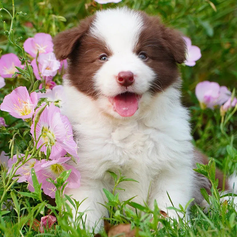 边牧幼犬纯种活体便宜小狗黑白双血统金色陨石边境牧羊犬宠物狗狗