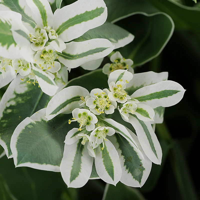 叶上花叶上白高山积雪鲜花云南直发昆明直批斗南花市配花配叶