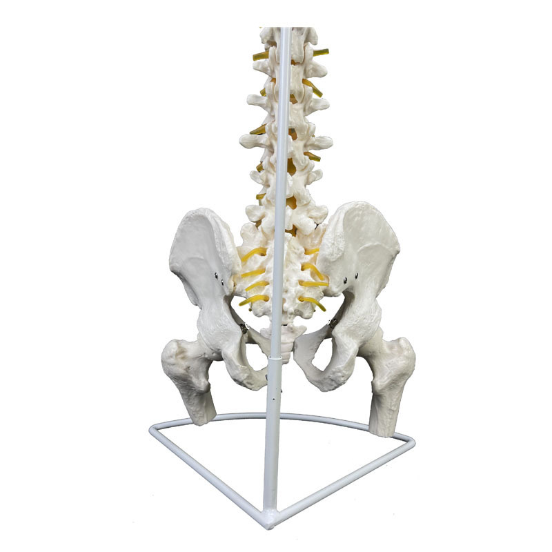 Ly Human Skeleton Anatomy Model Large Spine E Section with Neurovascular and Half Leg E Section