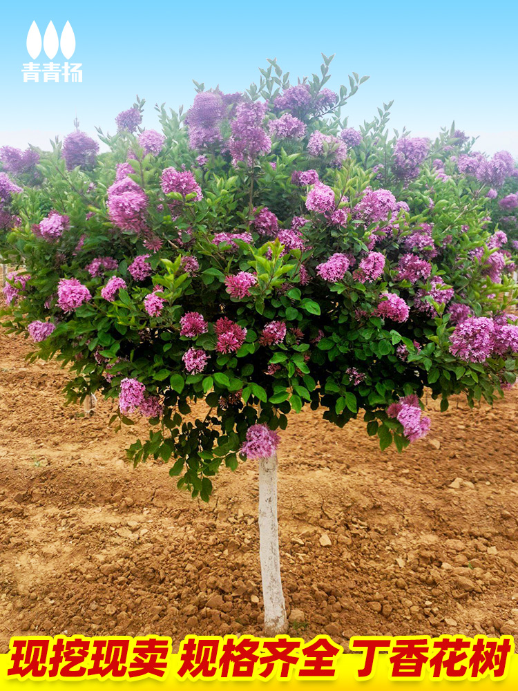 丁香花树苗紫丁香苗木庭院绿化别墅观赏植物北方种植地栽南方花苗