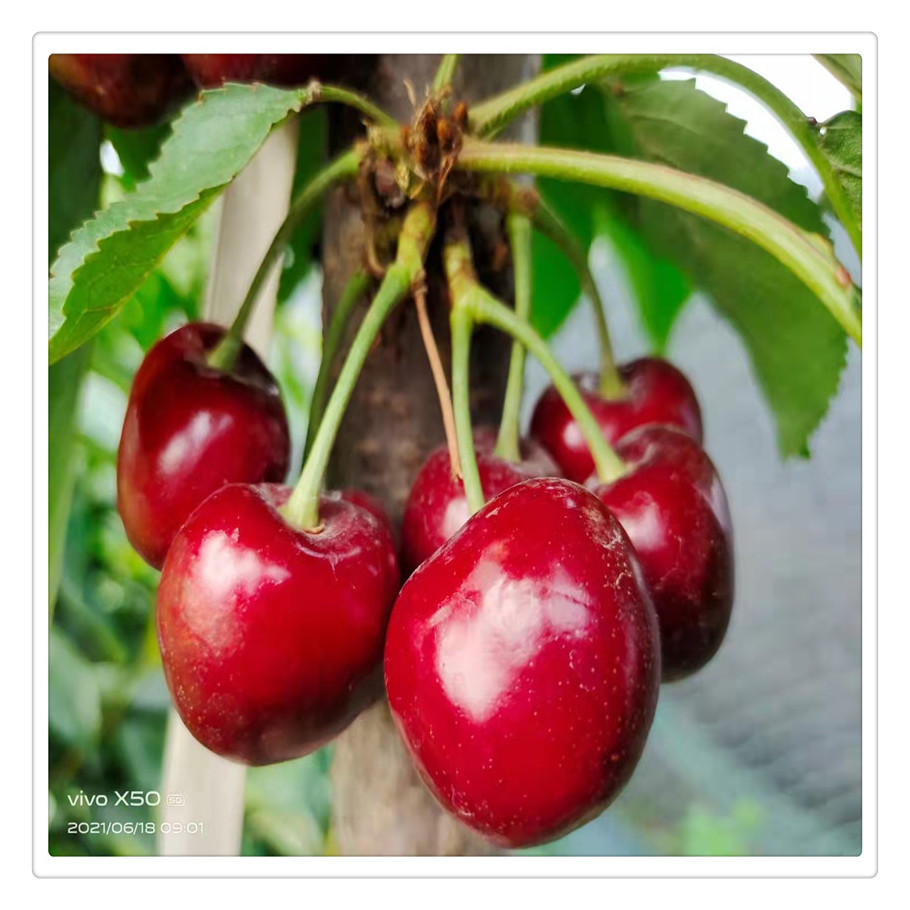 晚熟樱桃新品种 塔玛拉大樱桃苗 果个直径可达3厘米 脆硬