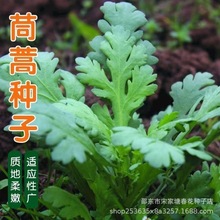 分枝多花叶茼蒿皇帝菜种子三叉中叶茼蒿种籽耐寒越冬秋冬季蔬菜