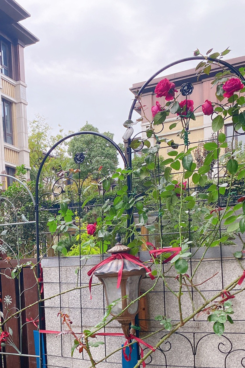 爬藤花架 蔷薇植物架铁艺户外花园庭院植物月季支架铁线莲攀爬架