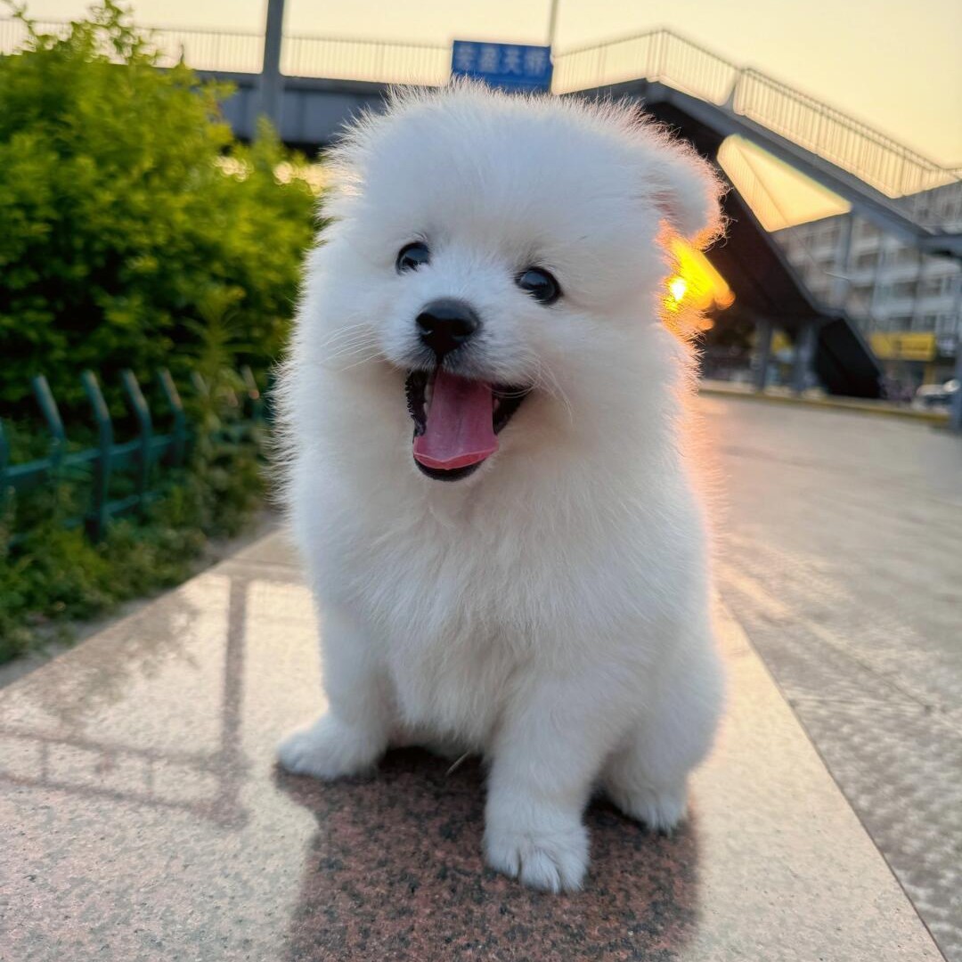 博美幼犬纯种茶杯犬长不大幼崽小型犬活体可爱博美家养宠物狗出售