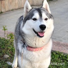 出售纯种哈士奇幼犬活体二哈幼犬三火蓝眼中型雪橇犬三傻宠物狗狗