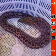 鲜活油锥海鲜水产海鱼海鳗活体鳗鱼花鳗金钱鳗石鳗黑耳鳗  1斤1条