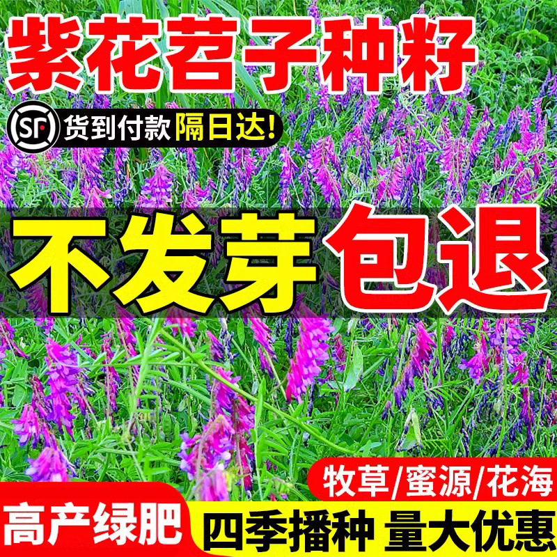 光叶紫花苕子种籽长柔毛野豌豆种子果园绿肥养蜂蜜源草种子毛苕子