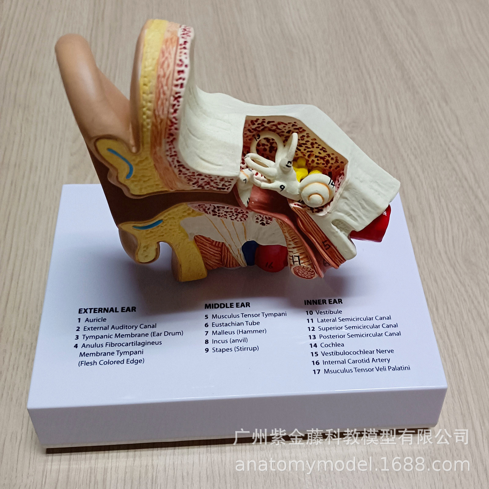 耳朵教学模型仿真人体耳结构PVC材质医学演示道具医用医用模型