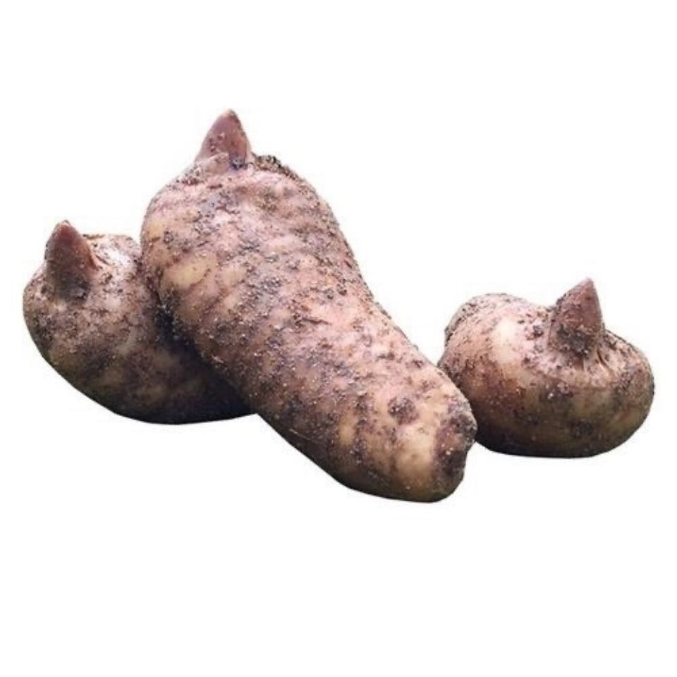 新鲜天麻 湖北宜昌天麻 非云南昭通天麻 非天麻 现挖冬麻包邮