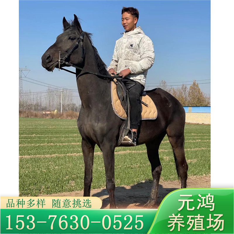 温血马适应性广俱乐部教学女士骑乘马内蒙古纯血马价格养马场